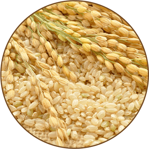 国産玄米の写真
